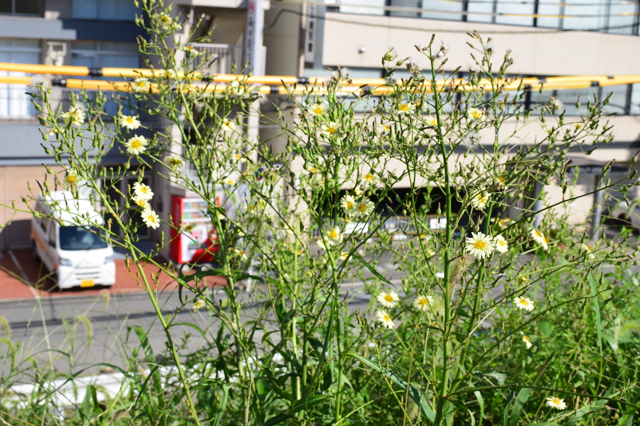 生まれ変わるなら何になりたい おくりもの屋のハモン